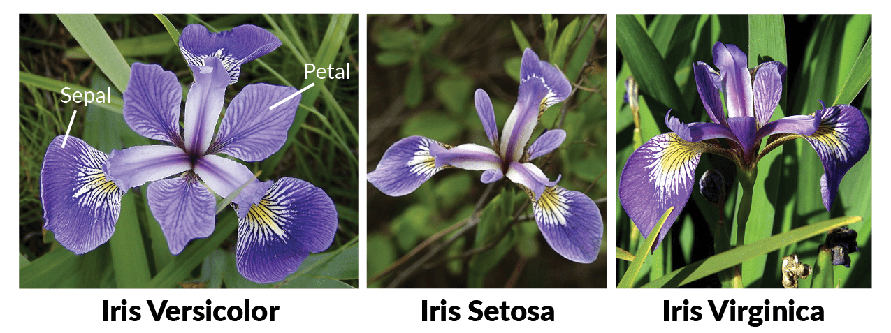 Iris data set images